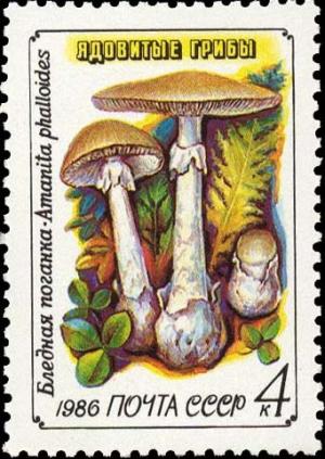 Colnect-3989-035-Death-cap-Amanita-phalloides.jpg