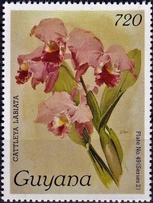 Colnect-4136-412-Cattleya-labiata.jpg