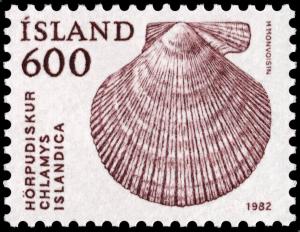 Colnect-4550-692-Iceland-Scallop-Chlamys-islandica.jpg