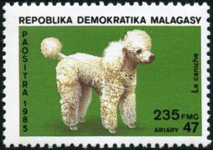 Colnect-4550-699-Poodle-Canis-lupus-familiaris.jpg