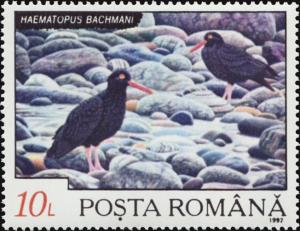 Colnect-4585-579-Black-Oystercatcher-Haematopus-bachmani.jpg