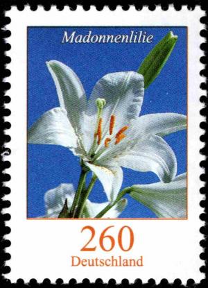 Colnect-5205-828-Lilium-candidum---Madonna-Lily.jpg