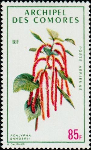 Colnect-791-285-Acalypha-sanderii.jpg