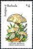 Colnect-2959-561-Calocybe-Gambosa.jpg