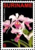 Colnect-4017-062-Cattleya-labiata.jpg