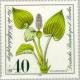 Colnect-155-469-Calla-palustris.jpg