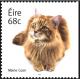 Colnect-2461-488-Maine-Coon-Cat-Felis-silvestris-catus.jpg