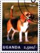 Colnect-3438-323-Beagle-Canis-lupus-familiaris.jpg