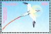 Colnect-4008-339-Red-tailed-Tropicbird%C2%A0%C2%A0%C2%A0%C2%A0Phaethon-rubricauda.jpg