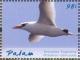 Colnect-3669-250-Red-tailed-Tropicbird%C2%A0%C2%A0%C2%A0%C2%A0Phaethon-rubricauda.jpg