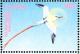 Colnect-4008-339-Red-tailed-Tropicbird%C2%A0%C2%A0%C2%A0%C2%A0Phaethon-rubricauda.jpg