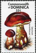 Colnect-3047-266-Leccinum-aurantiacum.jpg