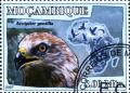 Colnect-3366-789-Accipiter-gentilis.jpg