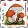 Colnect-4430-403-Leccinum-aurantiacum.jpg