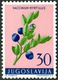 Colnect-5664-374-Vaccinium-myrtillus.jpg