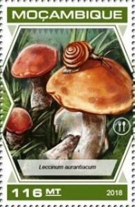 Colnect-5550-484-Leccinum-aurantiacum.jpg