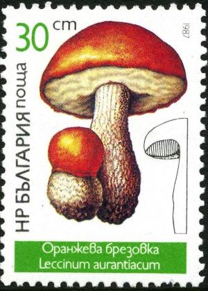 Colnect-2824-186-Leccinum-aurantiacum.jpg