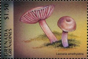 Colnect-3089-053-Laccaria-amethystina.jpg