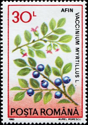 Colnect-4911-885-Vaccinium-myrtillus.jpg