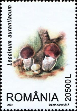 Colnect-5186-529-Leccinum-aurantiacum.jpg