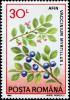 Colnect-4911-885-Vaccinium-myrtillus.jpg