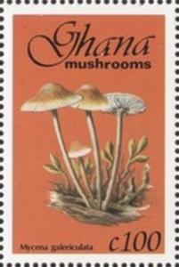 Colnect-2389-614-Mycena-Galericulata.jpg