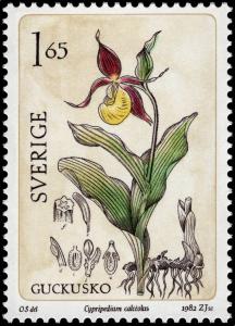 Colnect-4383-786-Cypripedium-calceolus---Lady--s-slipper-Orchid.jpg