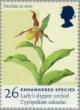 Colnect-123-209-Cypripedium-calceolus---Lady-s-slipper-Orchid.jpg