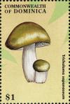 Colnect-3037-969-Tricholoma-saponaceum.jpg