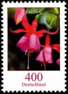 Colnect-5206-289-Fuchsia-sp---Fuschia.jpg