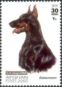 Colnect-543-720-Doberman-Pinscher-Canis-lupus-familiaris.jpg