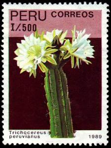 Colnect-1646-062-Trichocereus-perviarus.jpg