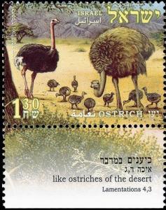 Colnect-774-484-Ostrich-Struthio-camelus.jpg