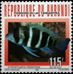 Colnect-5991-528-Frontosa-Cichlid-Cyphotilapia-frontosa.jpg