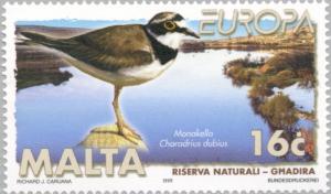 Colnect-131-328-Little-Ringed-Plover-Charadrius-dubius-Ghadira-Nature-Res.jpg