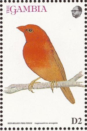 Colnect-1462-503-Red-billed-Firefinch-Lagonosticta-senegala-senegala.jpg