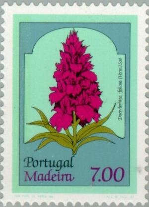 Colnect-185-803-Madeiran-orchid-Dactylorhiza-foliosa.jpg