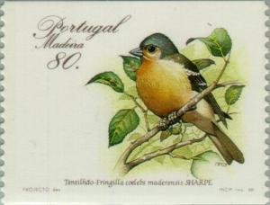 Colnect-186-421-Madeiran-Chaffinch-Fringilla-coelebs-maderensis.jpg