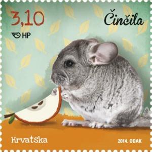 Colnect-1999-126-Lesser-Chinchilla-Chinchilla-lanigera.jpg