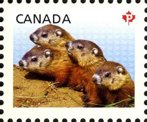 Colnect-2416-434-Woodchuck-Marmota-monax.jpg