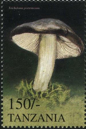 Colnect-3267-897-Tricholoma-portentosum.jpg