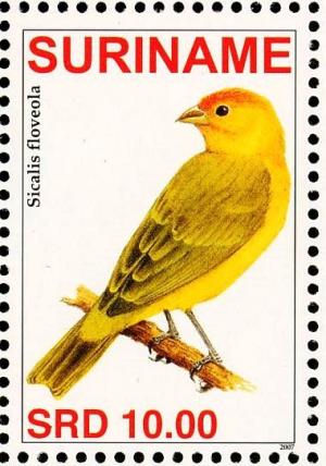 Colnect-3837-110-Saffron-Finch%C2%A0%C2%A0%C2%A0%C2%A0Sicalis-flaveola.jpg