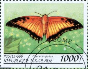 Colnect-4628-736-Charaxes-pollux.jpg