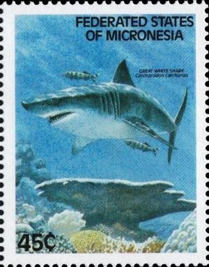 Colnect-5470-348-Carcharodon-carcharias.jpg