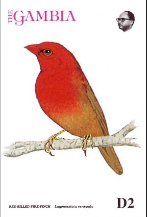 Colnect-5593-943-Red-billed-Firefinch-Lagonosticta-senegala-senegala.jpg