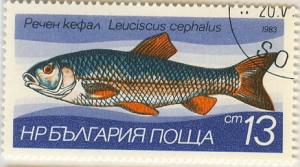 Colnect-615-173-European-Chub-Leuciscus-cephalus.jpg