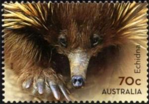 Colnect-6309-935-Short-beaked-Echidna-Tachyglossus-aculeatus.jpg