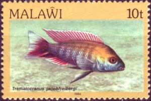 Colnect-864-306-Freiberg-s-Fairy-Cichlid-Trematocranus-jacobfreibergi.jpg