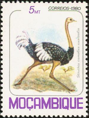 Colnect-893-075-Southern-Ostrich-Struthio-camelus-australis.jpg