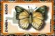 Colnect-3505-147-Charaxes-eupale.jpg